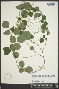 Desmodium rotundifolium image