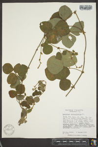 Desmodium rotundifolium image