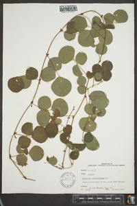 Desmodium rotundifolium image