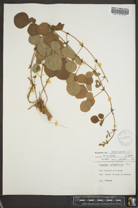 Desmodium rotundifolium image