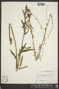 Desmodium sessilifolium image