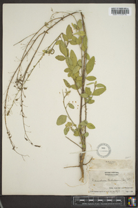 Desmodium tortuosum image