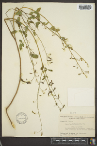 Desmodium tortuosum image