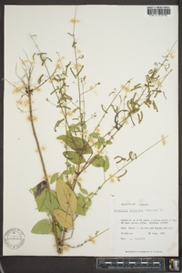 Desmodium tortuosum image