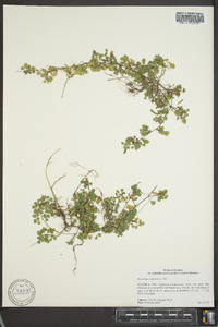 Desmodium triflorum image