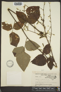 Desmodium viridiflorum image