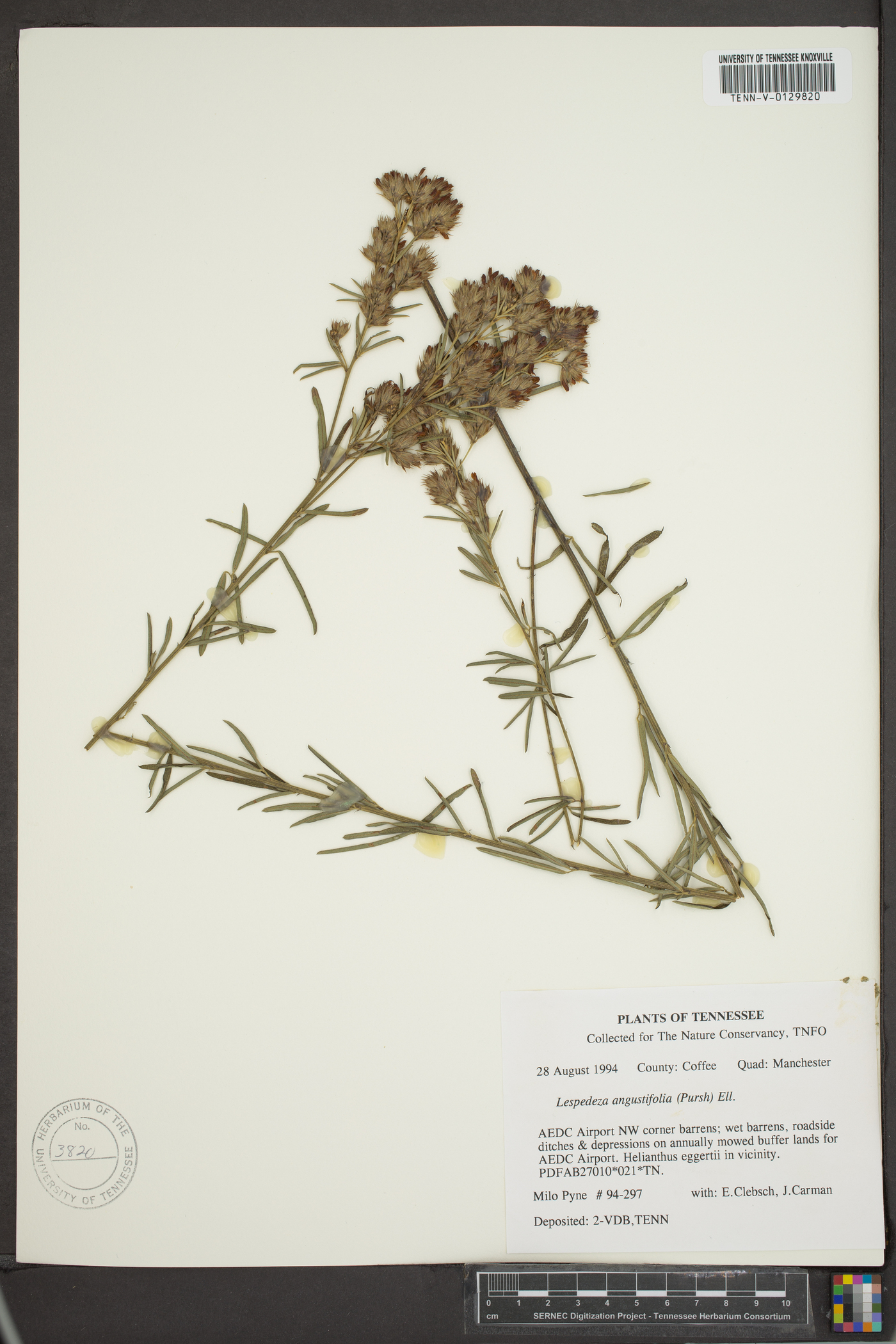 Lespedeza angustifolia image