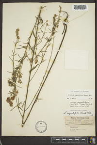 Lespedeza angustifolia image