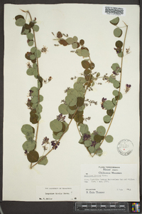 Lespedeza bicolor image