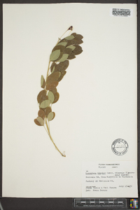 Lespedeza bicolor image