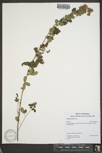 Lespedeza bicolor image