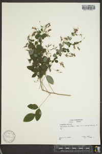 Lespedeza bicolor image