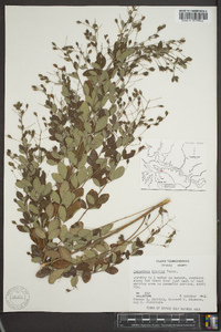 Lespedeza bicolor image