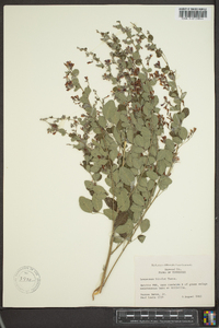 Lespedeza bicolor image