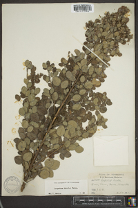 Lespedeza bicolor image