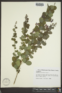 Lespedeza bicolor image