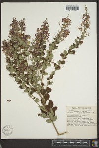 Lespedeza bicolor image