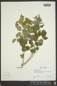 Lespedeza bicolor image