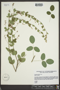 Lespedeza bicolor image