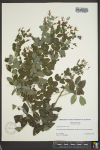 Lespedeza bicolor image