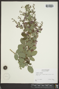 Lespedeza bicolor image