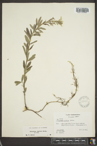 Lespedeza capitata image