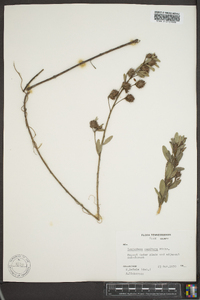 Lespedeza capitata image