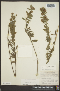 Lespedeza capitata image