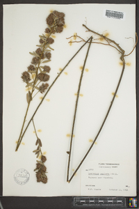 Lespedeza capitata image