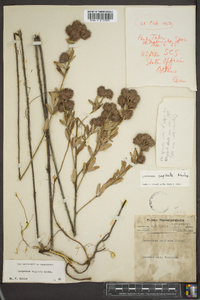 Lespedeza capitata image