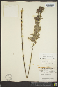 Lespedeza capitata image