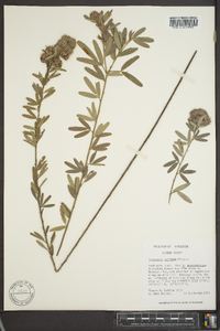 Lespedeza capitata image