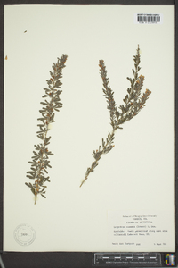 Lespedeza cuneata image