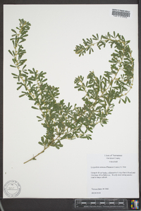 Lespedeza cuneata image