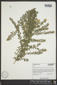 Lespedeza cuneata image