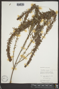 Lespedeza cuneata image