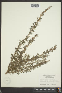 Lespedeza cuneata image