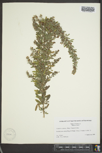 Lespedeza cuneata image