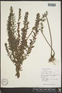 Lespedeza cuneata image