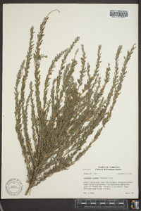 Lespedeza cuneata image