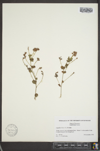 Lespedeza hirta image