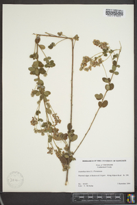 Lespedeza hirta image