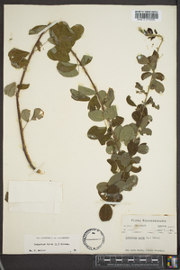 Lespedeza hirta image