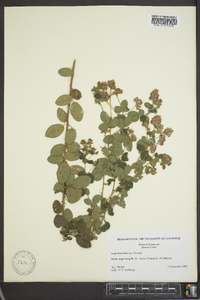 Lespedeza hirta image