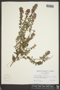 Lespedeza intermedia image