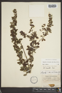 Lespedeza intermedia image