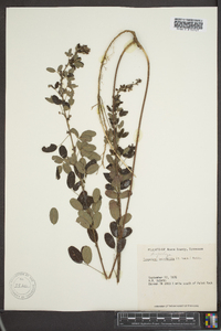 Lespedeza intermedia image