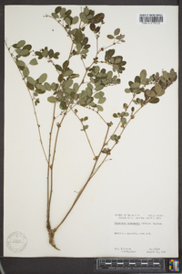 Lespedeza intermedia image