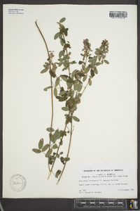 Lespedeza intermedia image