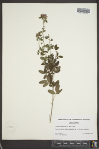 Lespedeza intermedia image